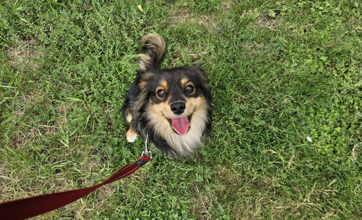 Finn (10)