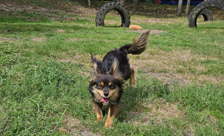 Finn (9)