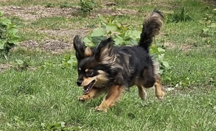 Finn (6)
