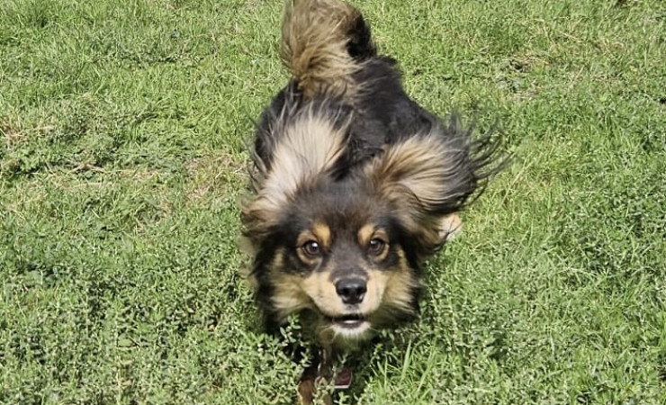 Finn (5)
