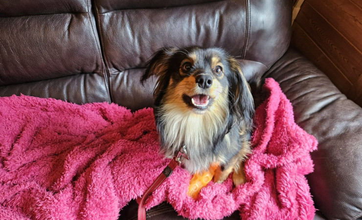 Finn (2)
