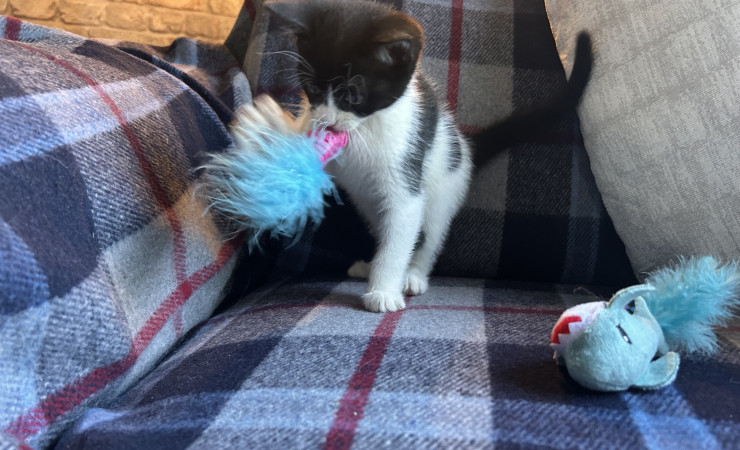 Pip (4)