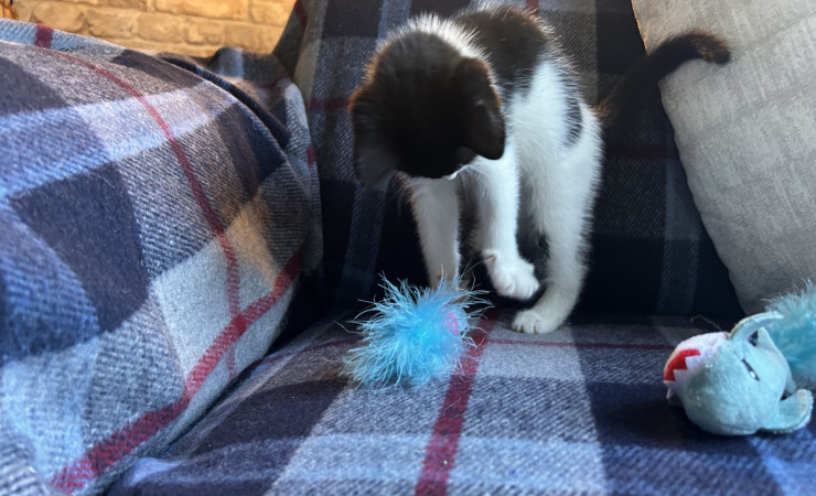 Pip (5)