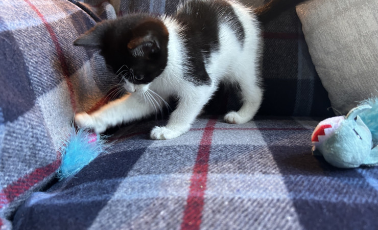 Pip (7)