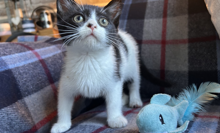 Pip (11)