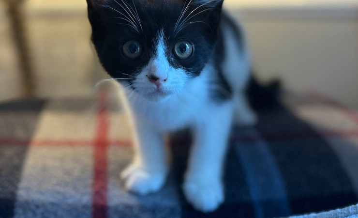 Pip (13)