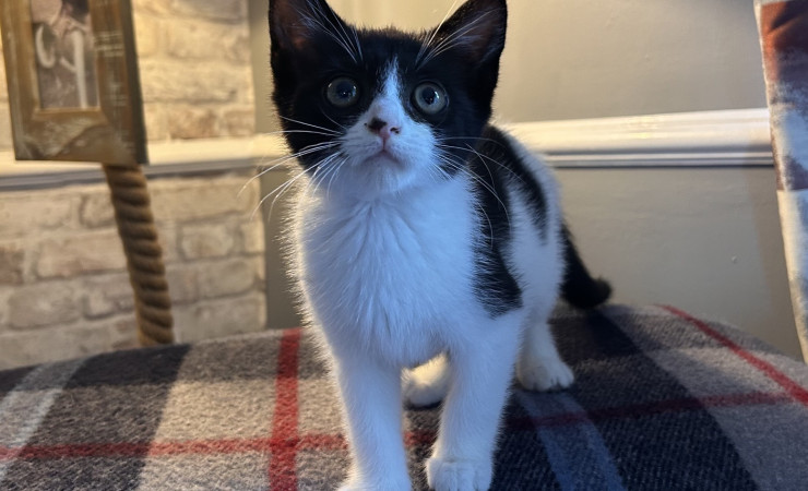 Pip (14)