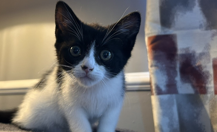 Pip (15)