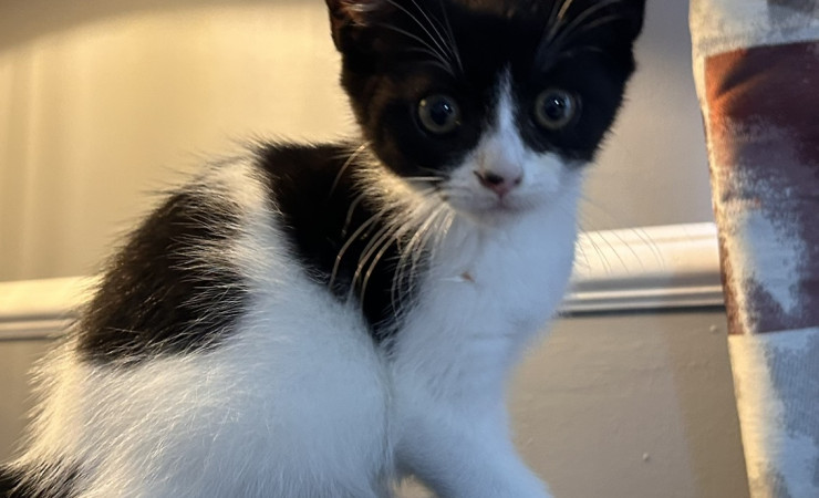 Pip (1)