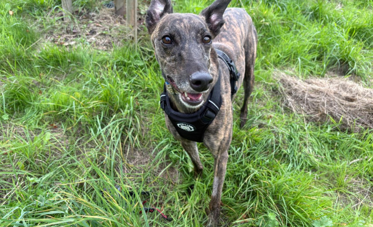 Pepper (10)