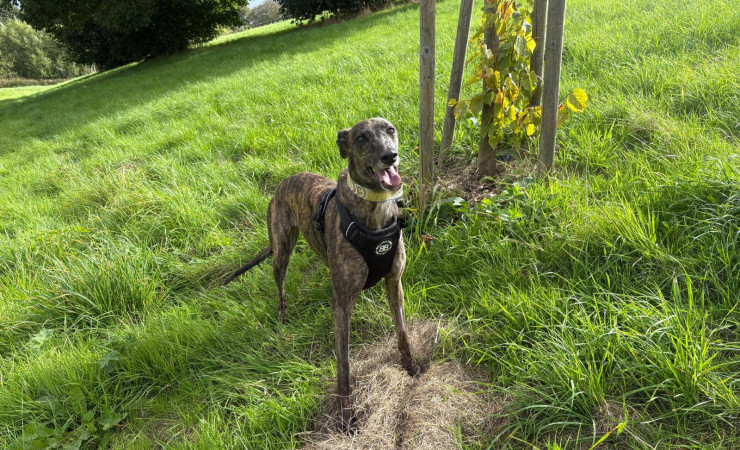 Pepper (12)