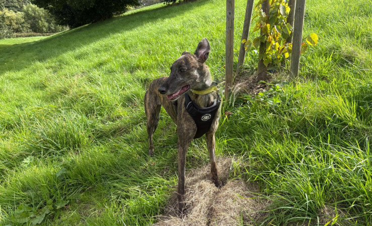 Pepper (1)
