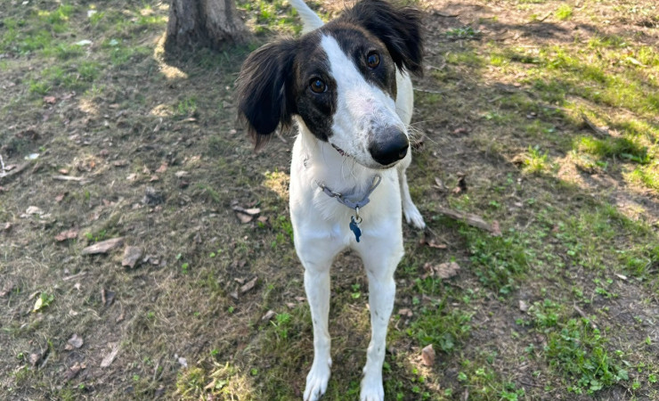 Max (2)