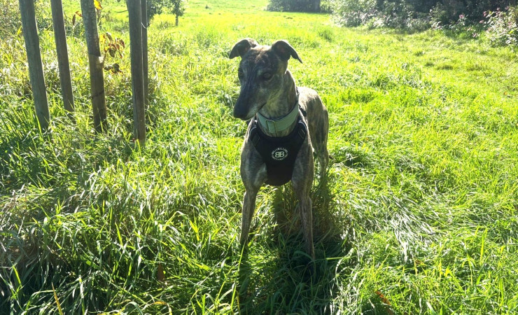 Queenie (4)
