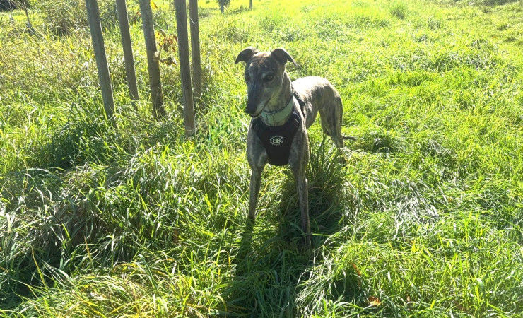 Queenie (2)