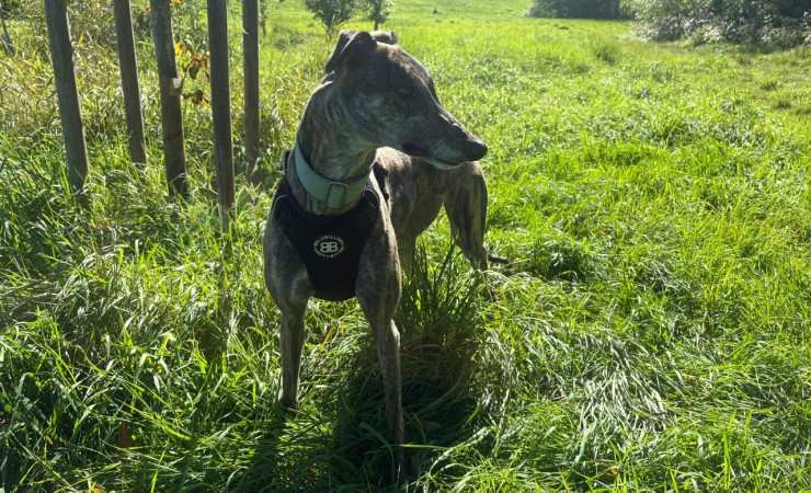 Queenie (6)
