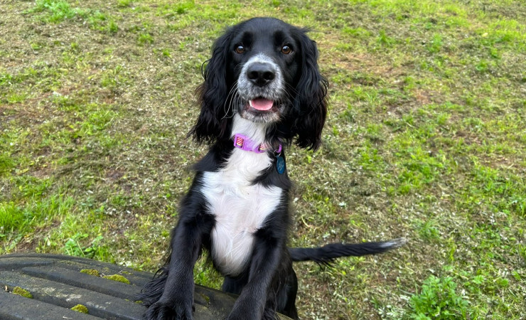 Cooper (1)