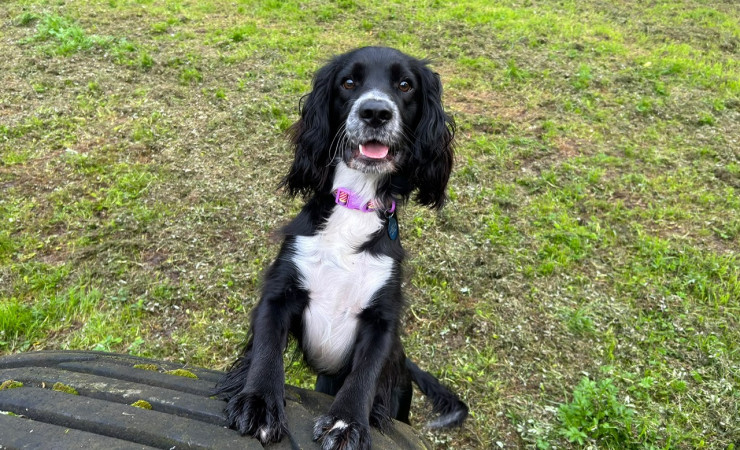 Cooper (5)