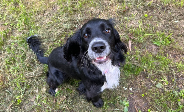 Cooper (3)