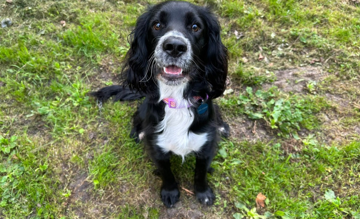 Cooper (2)
