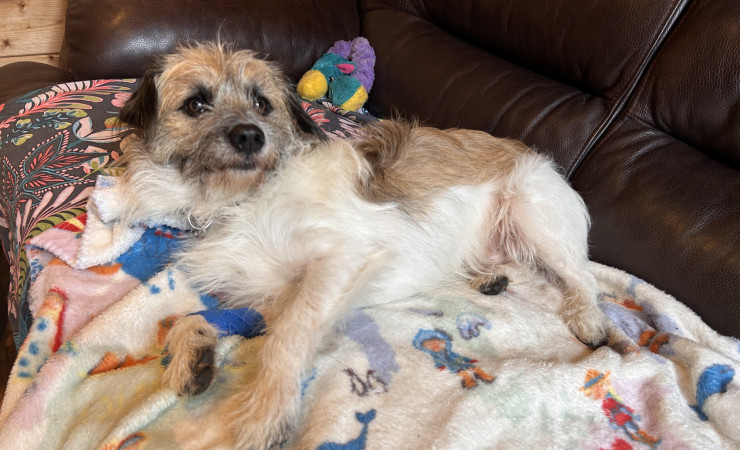 Scrappy (2)