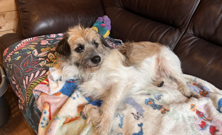 Scrappy (3)