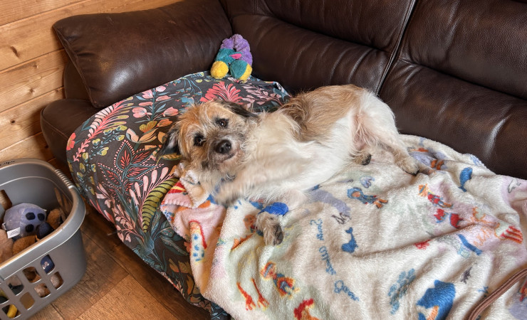 Scrappy (4)