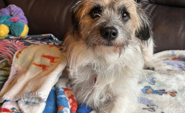 Scrappy (7)