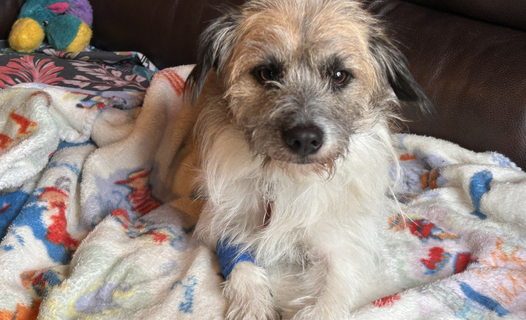 Scrappy (8)