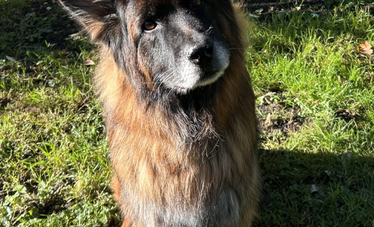 Mufasa (17)