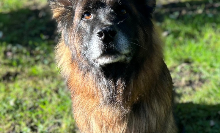 Mufasa (16)