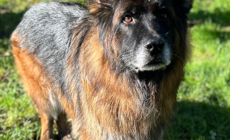 Mufasa (12)