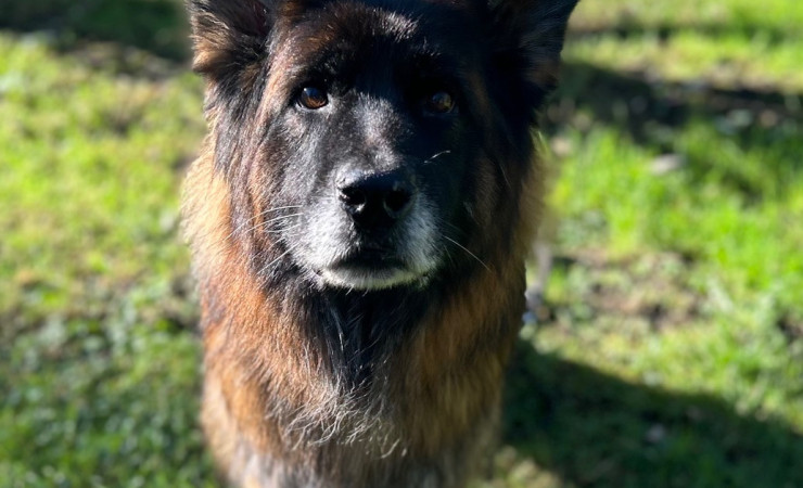 Mufasa (11)