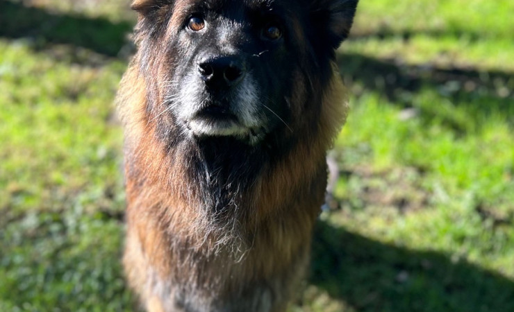 Mufasa (10)