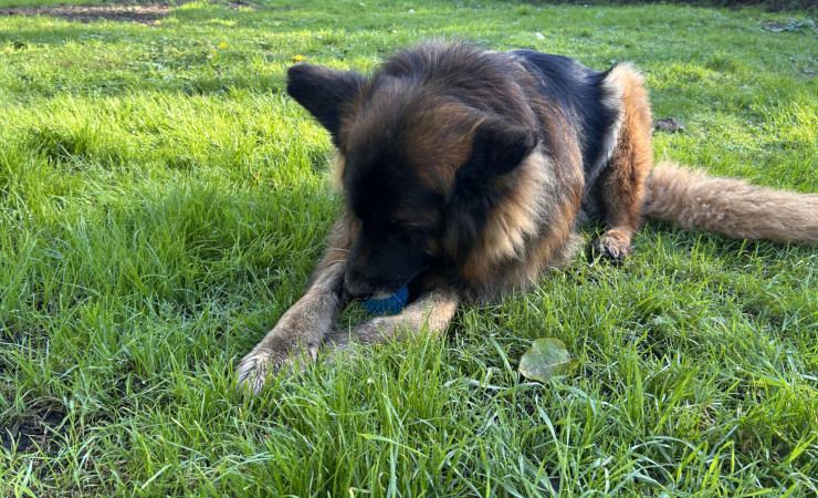 Mufasa (7)