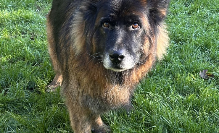 Mufasa (2)