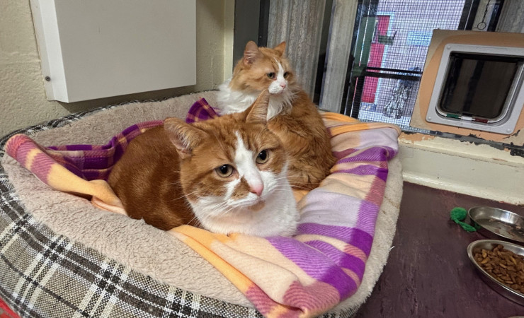 Blade & Mischief (4)