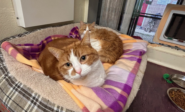 Blade & Mischief (6)