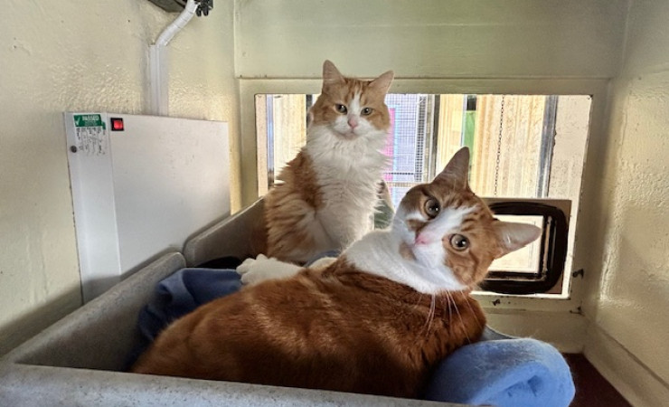 Blade & Mischief (11)