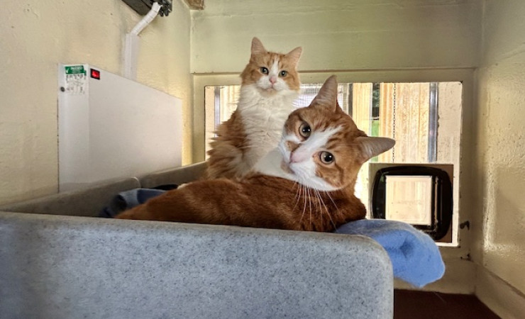 Blade & Mischief (18)