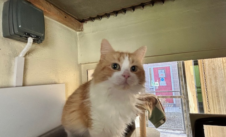 Blade & Mischief (16)