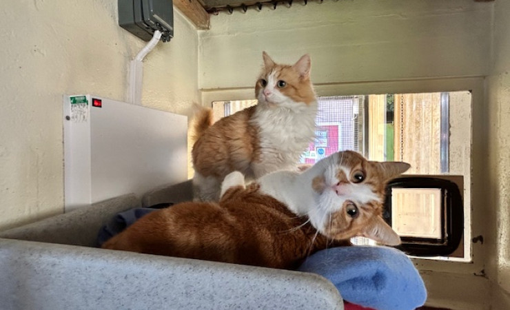 Blade & Mischief (14)