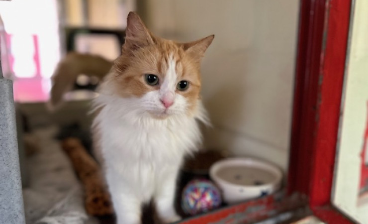 Blade & Mischief (5)