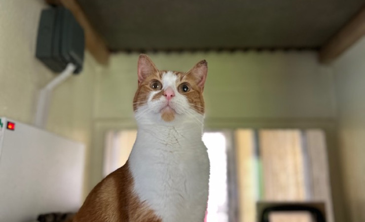 Blade & Mischief (6)