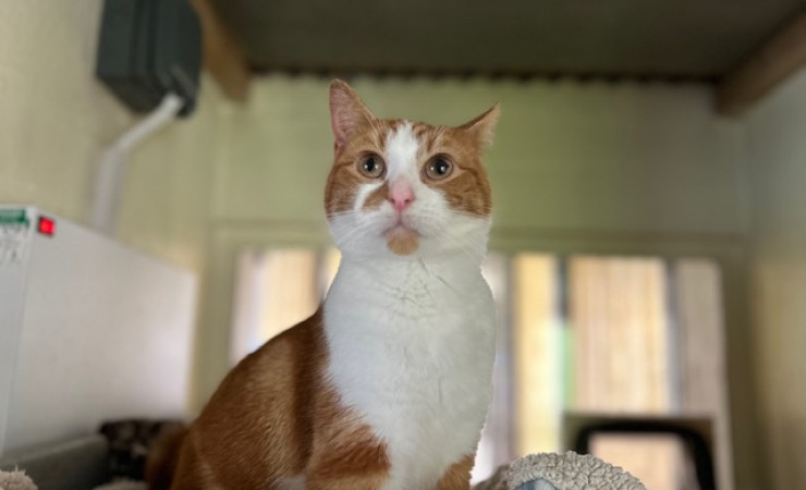 Blade & Mischief (7)