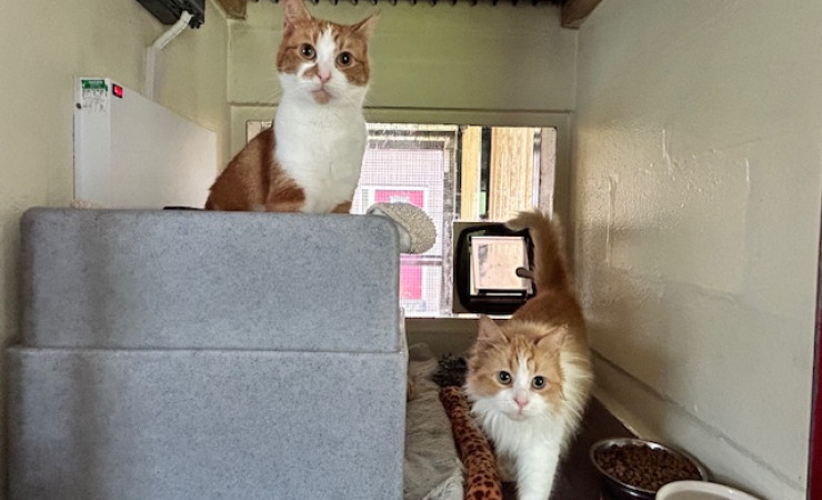 Blade & Mischief (10)