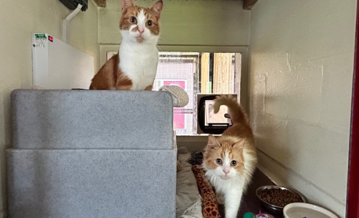 Blade & Mischief (1)