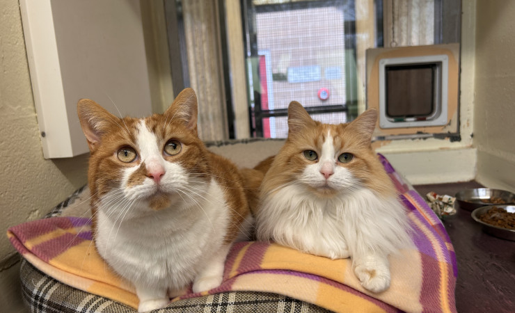 Blade & Mischief (5)