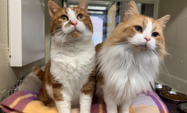 Blade & Mischief (7)