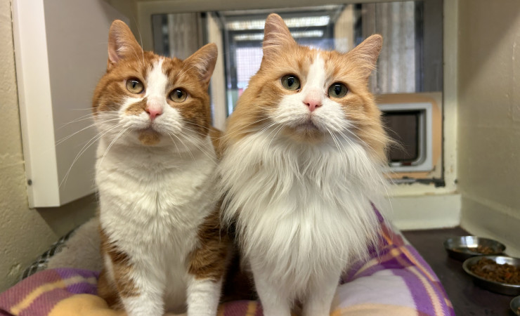 Blade & Mischief (9)